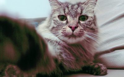 Perte d’appétit chez un chat : un cas de lymphome rénal