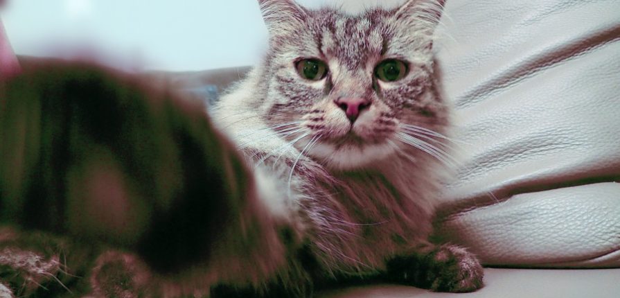 Perte d’appétit chez un chat : un cas de lymphome rénal