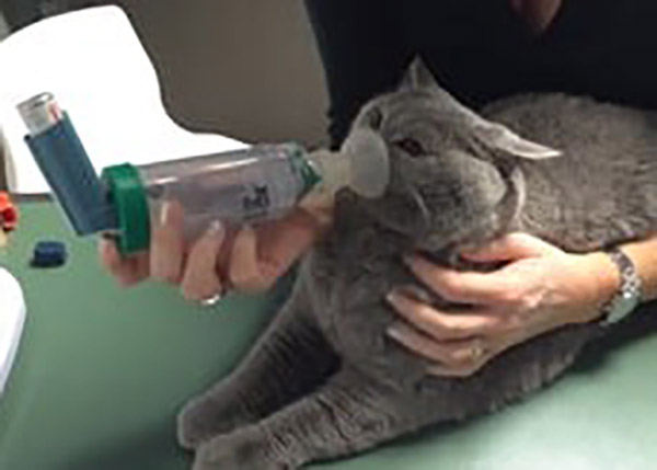 Traitement de l'asthme du chat par voie locale: utilisation de l ...