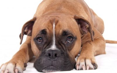 Adénocarcinome recto-colique  chez un chien (attention images chirurgicales)