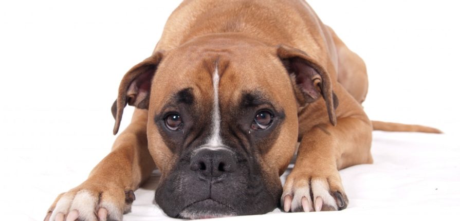 Adénocarcinome recto-colique  chez un chien (attention images chirurgicales)