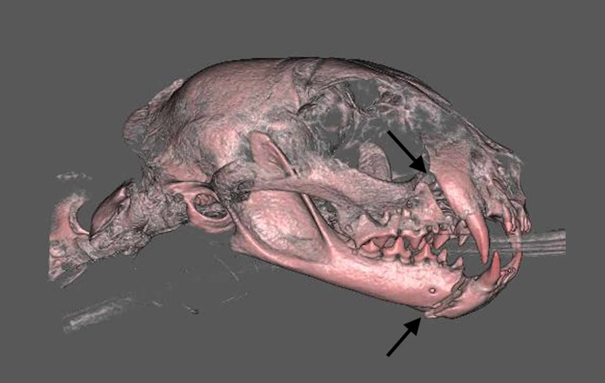 Cliché Profil Scanner : polytrauma cranien chez un chat