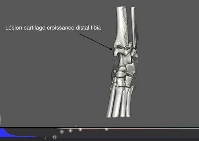 Fracture Salter Harris cartilage de croissance distal tibia chat, ostéosynthèse par broches en croix, radiographie de profil