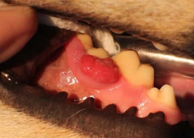 Fibrosarcome de la mandibule chez un chien