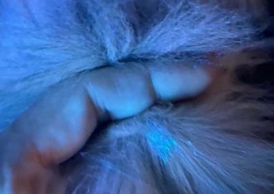 Fluorescence en lumière de Wood sur un chaton atteint de dermatophytose à Microsporum canis