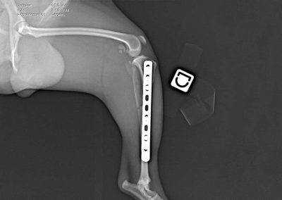 Fracture tibia chien, ostéosynthèse par plaque vissée, radiographie de profil