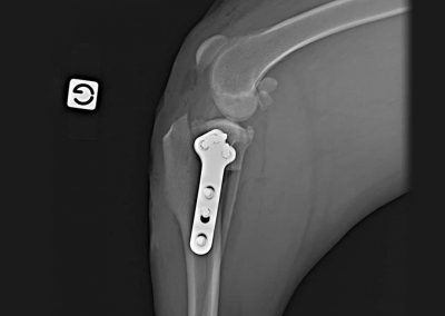 Rupture du ligament croisé chien, technique de nivellement du plateau tibial TPLO, radiographie profil