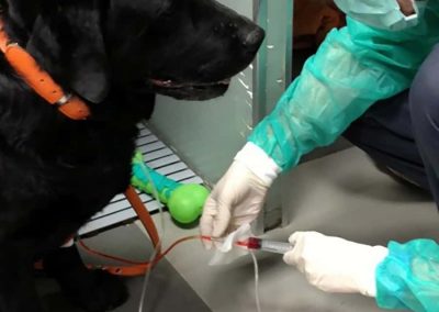 Séance de chimiothérapie chez un chien