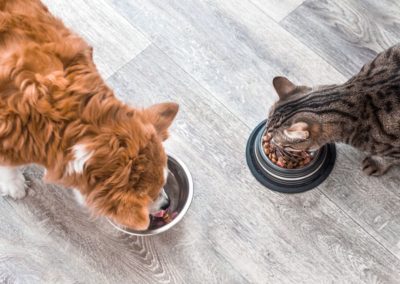 Savoir lire l’étiquette d’un aliment pour votre chien ou votre chat