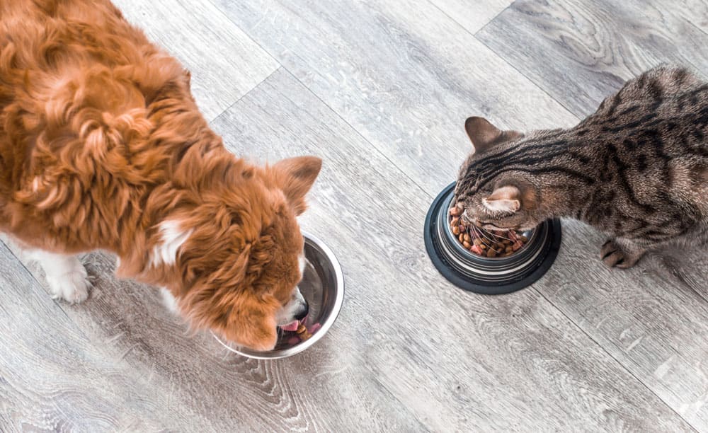 Alimentation du chat - Alimentation des chiens et chats - Prévention &  conseils