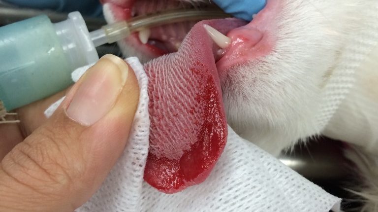 Ulcère de la langue chez un chat