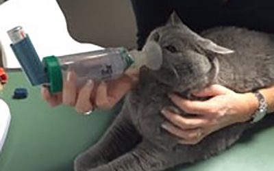 Traitement de l’asthme du chat par voie locale: utilisation de l’aérocat