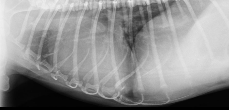 Un cas d’hypertension artérielle pulmonaire chez un jeune chihuahua