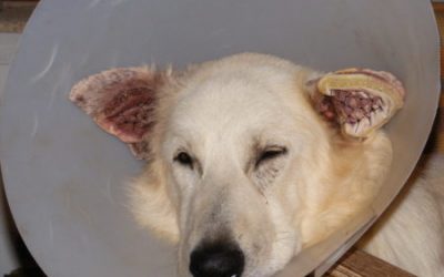 L’entretien des oreilles