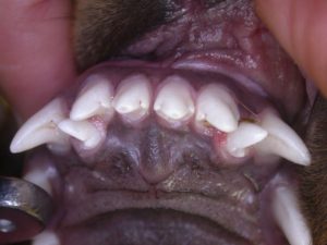 Problèmes bucco-dentaires chez le chien