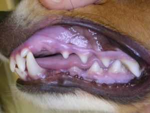 Problèmes bucco-dentaires chez le chien