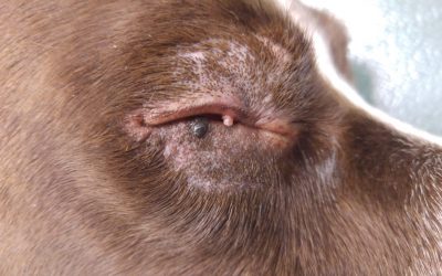 Masses palpébrales chez un chien : une chirurgie est conseillée dans ce cas.