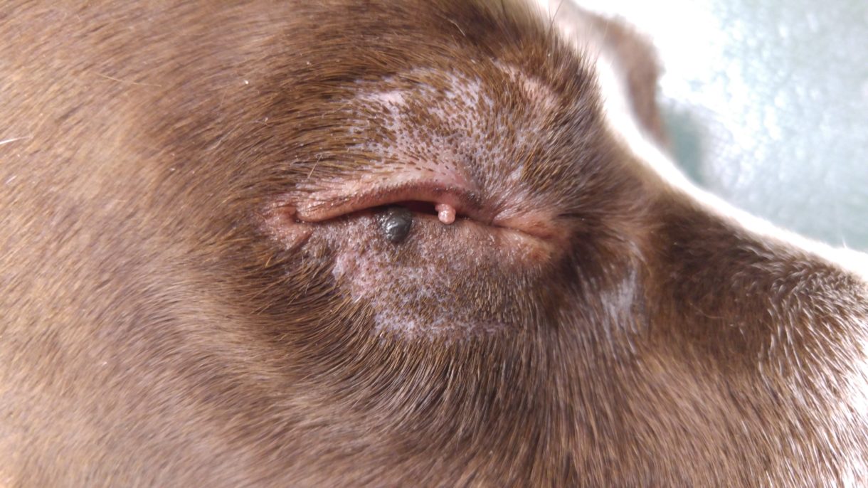 1-Pré-op-oeil-fermé-1220×686