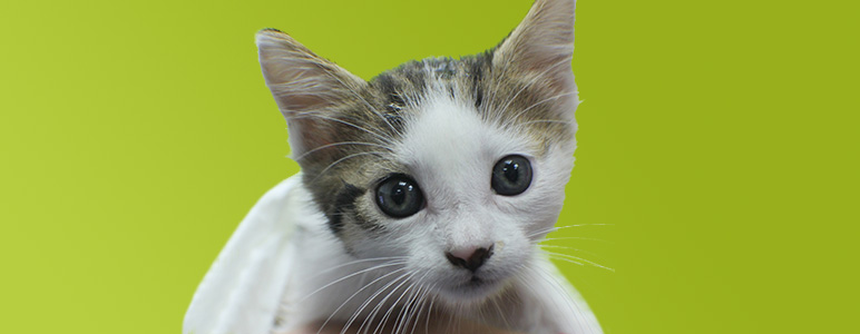 2015-09-16-chaton-portrait.jpeg_02