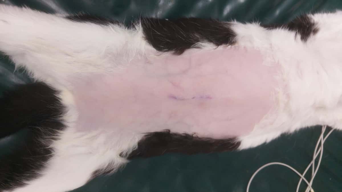 Exemple de suture intradermique sous caches sous la surface de la peau.
