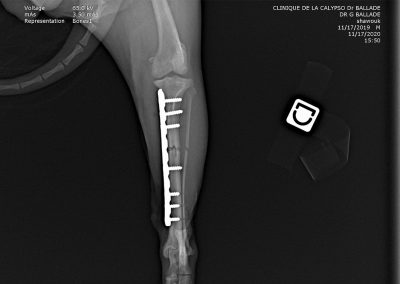 Fracture tibia chien, ostéosynthèse par plaque vissée, radiographie de profil