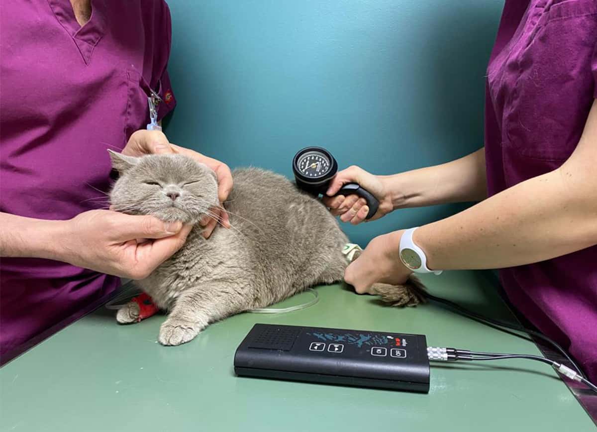 Mesure de la pression artérielle chez un chat présentant une maladie rénale chronique