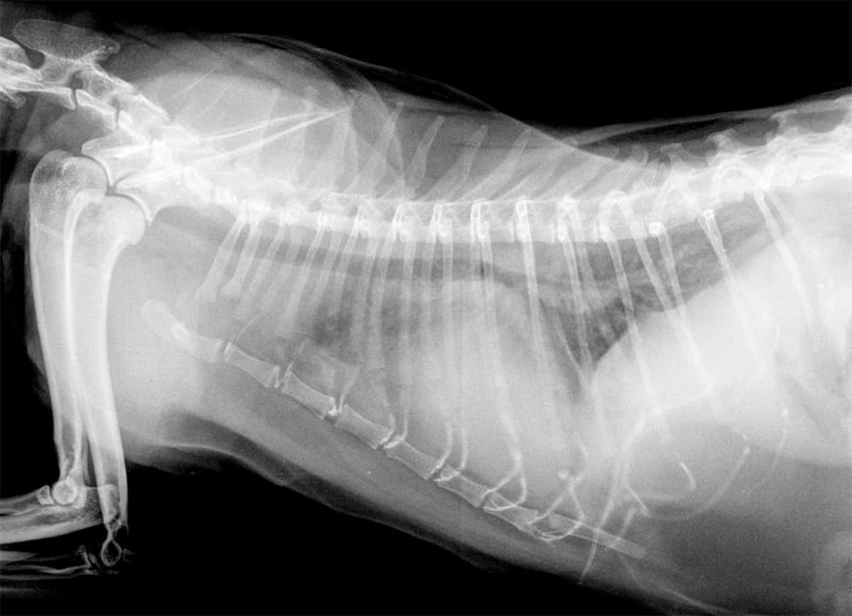 Oedème pulmonaire cardiogénique chez un chat atteint de cardiomyopathie hypertrophique