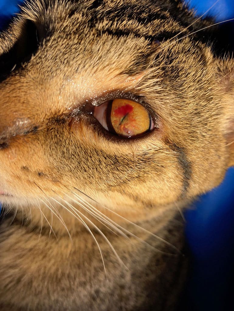 Corps étranger intraoculaire – Épine dans l'oeil d'un chat