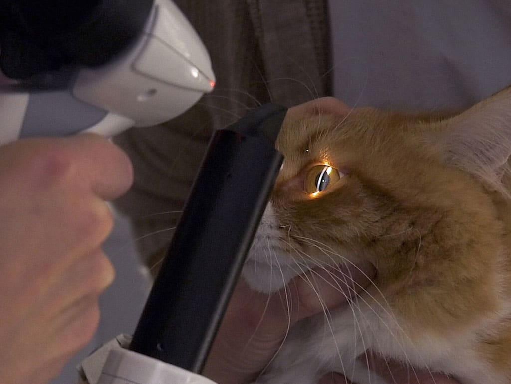 Photo 4 Examen de l'oeil chien chat à l'aide d'une lampe à fente