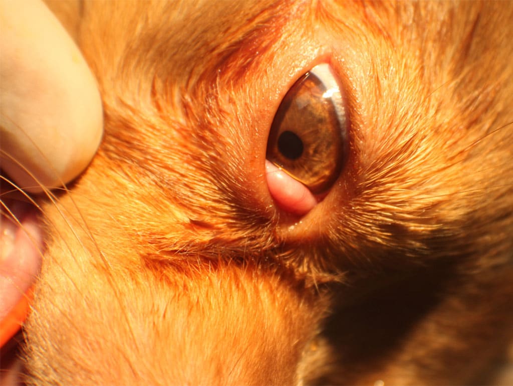 Luxation de la glande lacrymale chien – Avant chirurgie