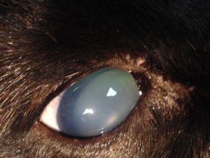 Luxation du cristallin chez un chat entrainant un glaucome