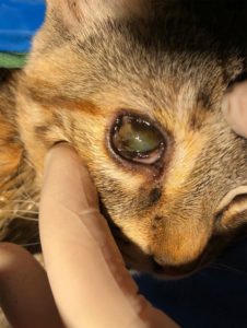 Symblepharon chez un chat - Adhérence sur l'oeil suite à un coryza