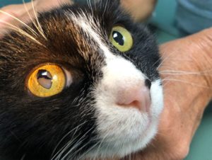 Uvéite chez un chat - Notez la différence de couleur entre les 2 yeux