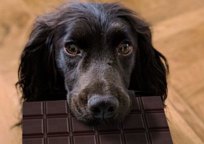 L’intoxication du chien par le chocolat